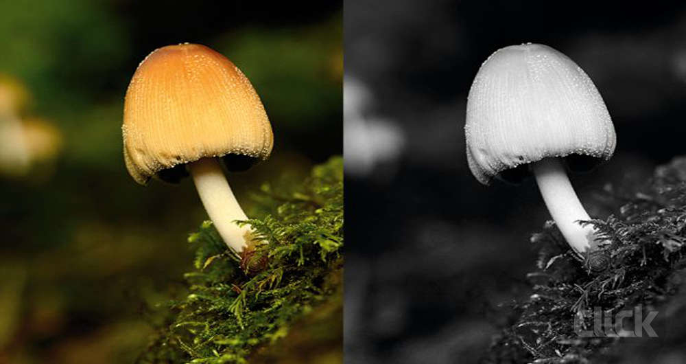 چگونه عکس سیاه و سفید خوبی بگیریم؟