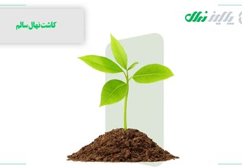 نهال بادام: سرزندگی اقتصادی با کاشت درختان مقاوم

