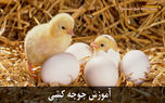 آموزش جوجه کشی پرندگان با دستگاه جوجه کشی