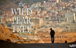 نقد و بررسی فیلم The Wild Pear Tree