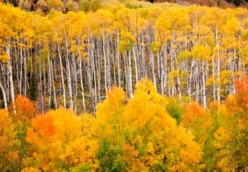 با قدیمی ترین درختان جهان آشنا شوید