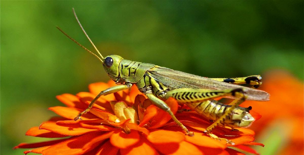 درمان جدید اختلال شنوایی با کمک ملخ و جیرجیرک