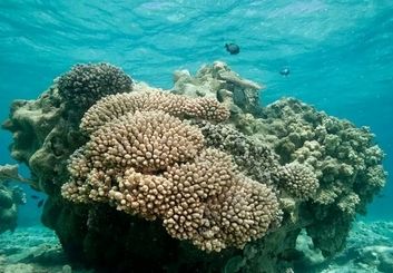 پیش بینی آینده زیستگاه‌های مرجانی خلیج فارس تا پایان قرن