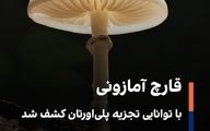 قارچ آمازونی با توانایی تجزیه پلی‌اورتان کشف شد