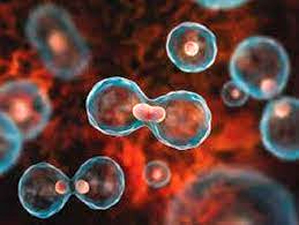 شناسایی سلولهای پیر، آسان شد